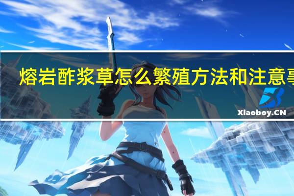 熔岩酢浆草怎么繁殖方法和注意事项