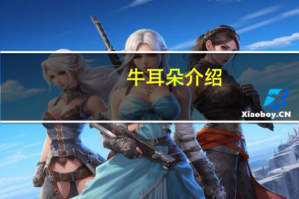 牛耳朵介绍