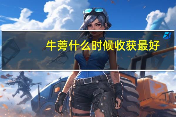 牛蒡什么时候收获最好