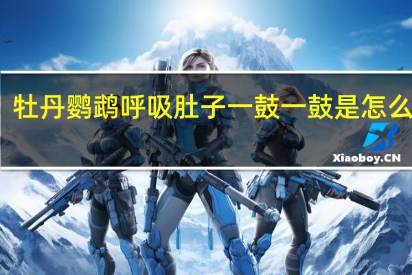 牡丹鹦鹉呼吸肚子一鼓一鼓是怎么回事