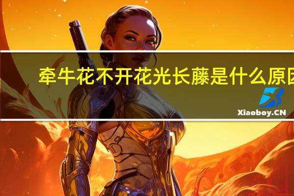 牵牛花不开花光长藤是什么原因