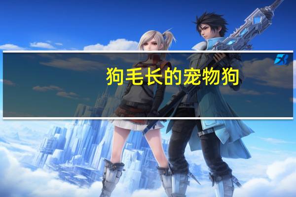 狗毛长的宠物狗
