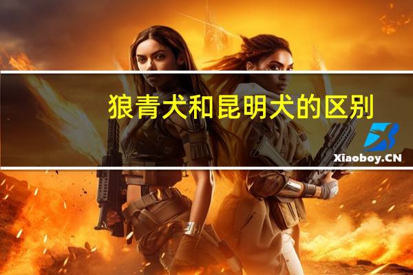 狼青犬和昆明犬的区别（狼青与昆明犬狼青系区别在那）
