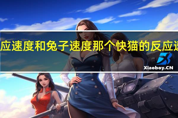 猫反应速度和兔子速度那个快 猫的反应速度有多快