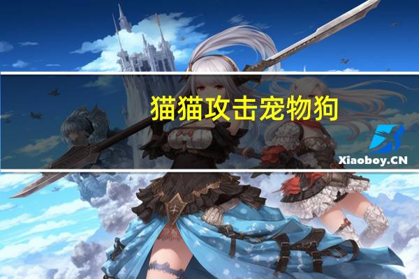 猫猫攻击宠物狗