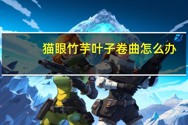 猫眼竹芋叶子卷曲怎么办