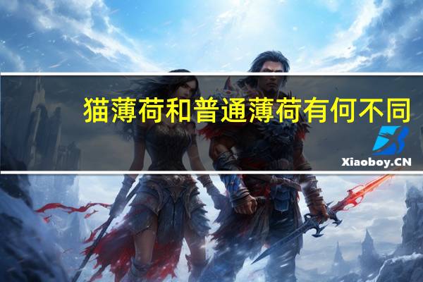猫薄荷和普通薄荷有何不同