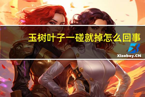 玉树叶子一碰就掉怎么回事