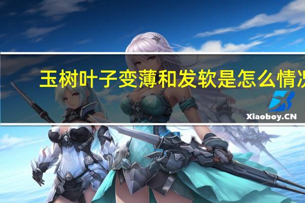 玉树叶子变薄和发软是怎么情况