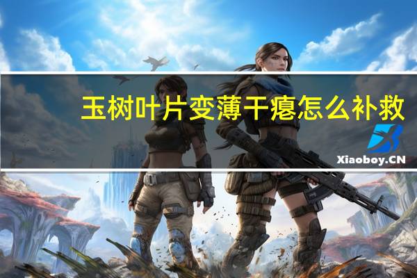 玉树叶片变薄干瘪怎么补救