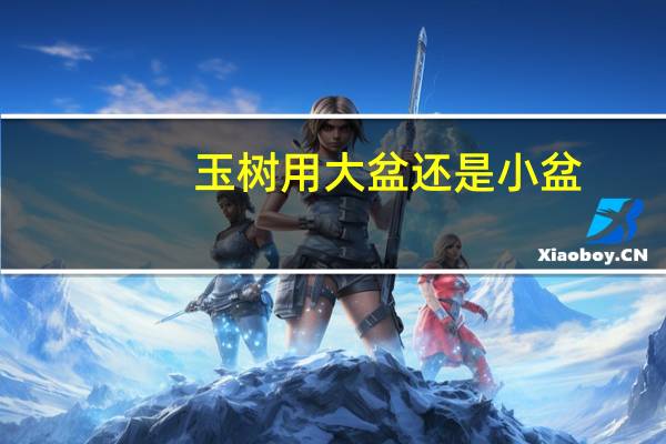 玉树用大盆还是小盆