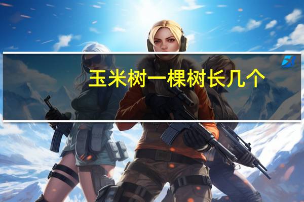 玉米树一棵树长几个