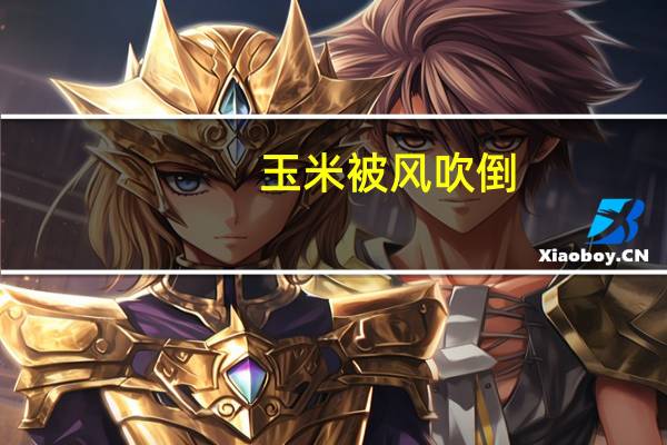 玉米被风吹倒,扶还是不扶