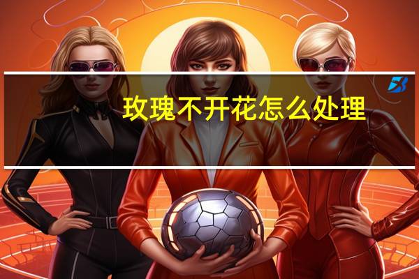 玫瑰不开花怎么处理