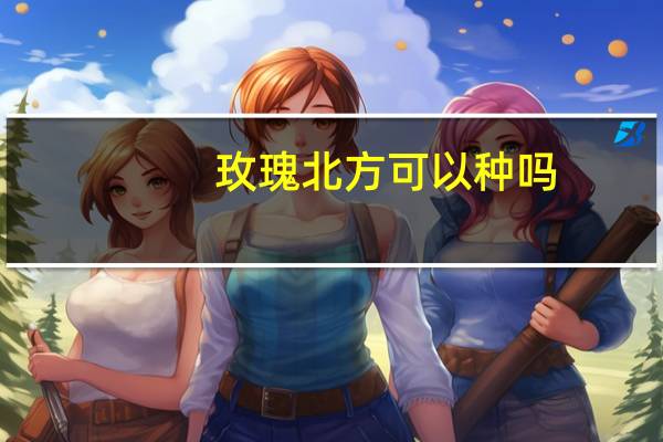 玫瑰北方可以种吗