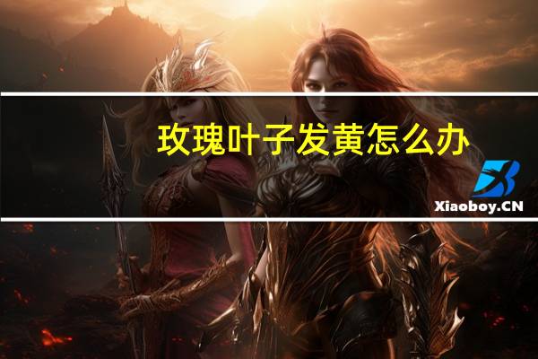 玫瑰叶子发黄怎么办