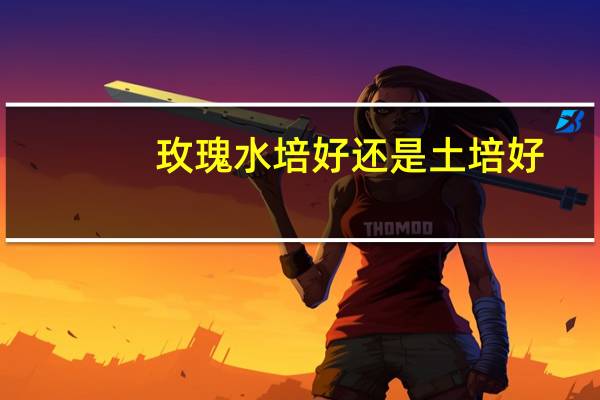 玫瑰水培好还是土培好