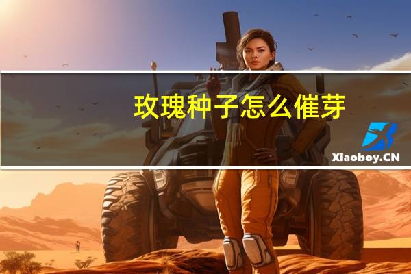 玫瑰种子怎么催芽