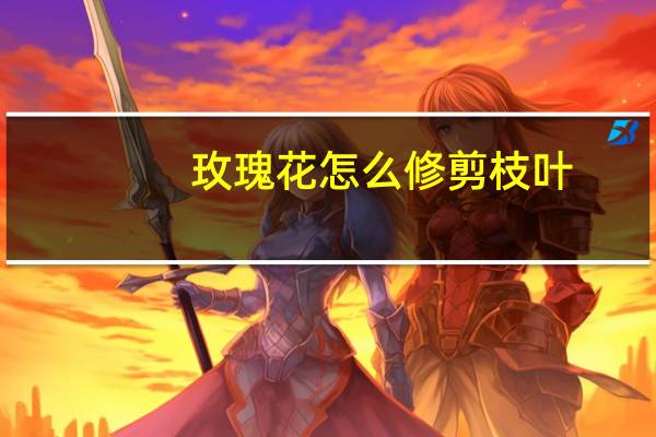 玫瑰花怎么修剪枝叶