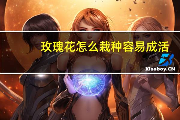玫瑰花怎么栽种容易成活