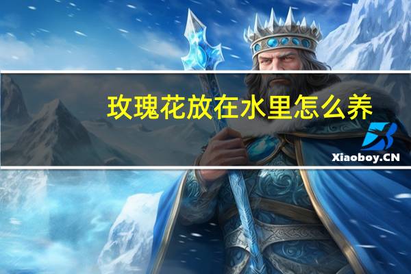 玫瑰花放在水里怎么养