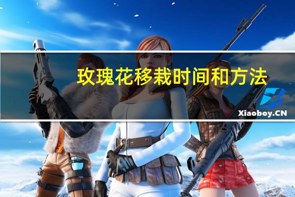 玫瑰花移栽时间和方法
