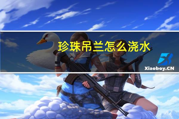 珍珠吊兰怎么浇水