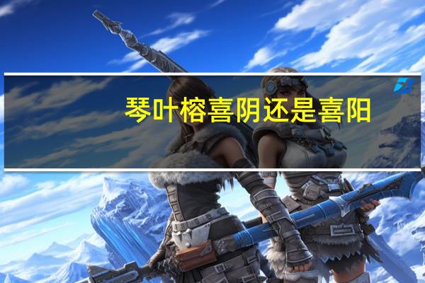 琴叶榕喜阴还是喜阳