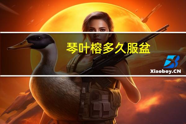 琴叶榕多久服盆