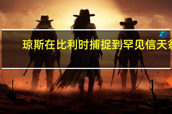 琼斯在比利时捕捉到罕见信天翁，来自新西兰的探险家