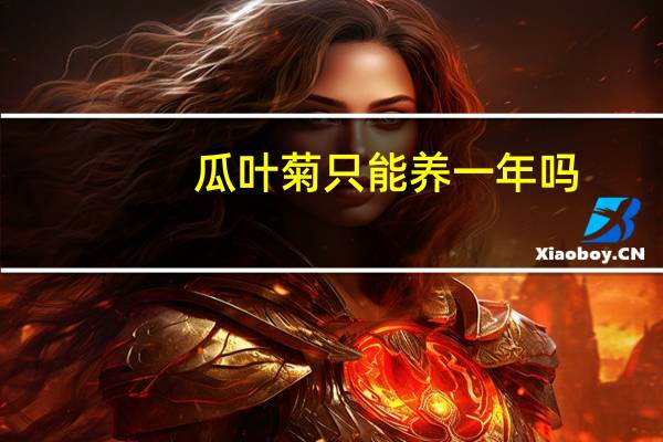 瓜叶菊只能养一年吗