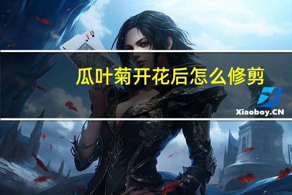 瓜叶菊开花后怎么修剪