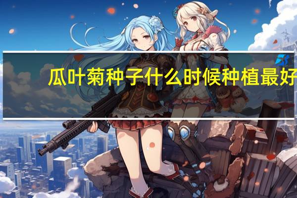 瓜叶菊种子什么时候种植最好