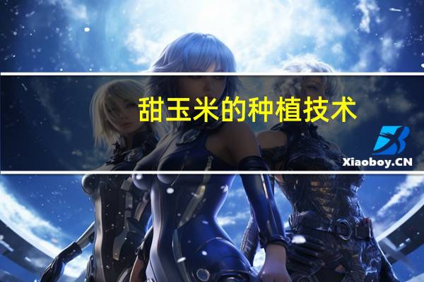 甜玉米的种植技术：从选种到采收