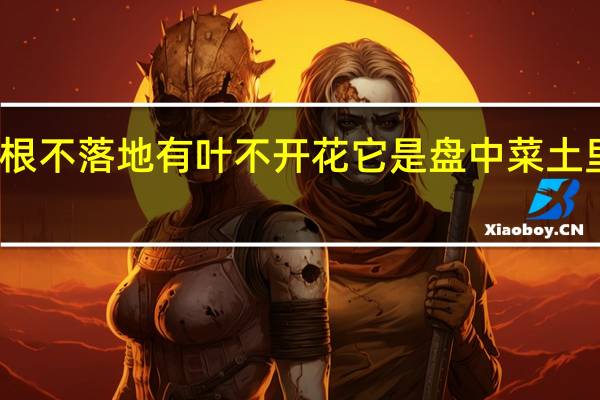 生根不落地有叶不开花它是盘中菜土里不种它