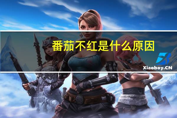 番茄不红是什么原因