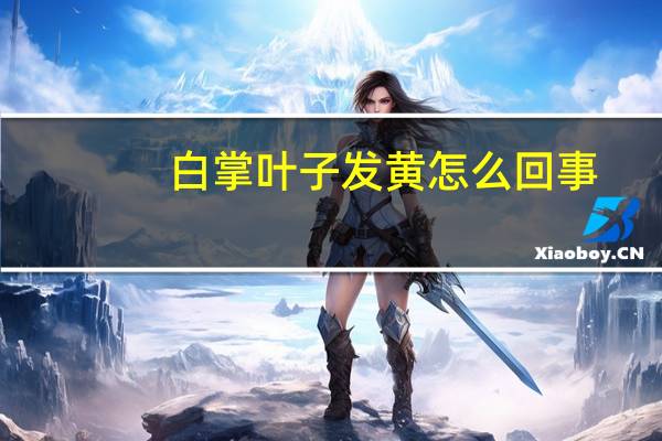 白掌叶子发黄怎么回事
