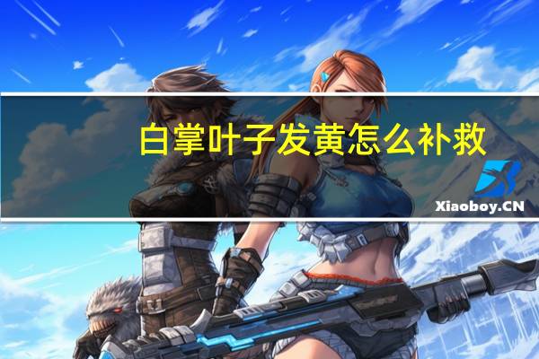 白掌叶子发黄怎么补救