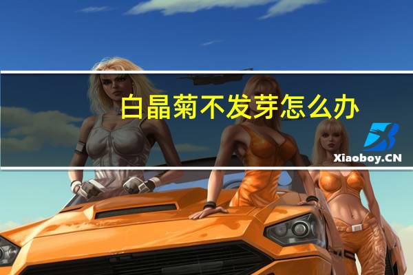 白晶菊不发芽怎么办