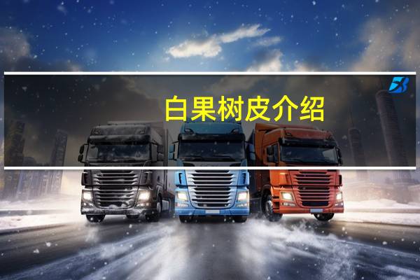 白果树皮介绍
