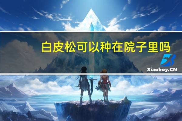 白皮松可以种在院子里吗