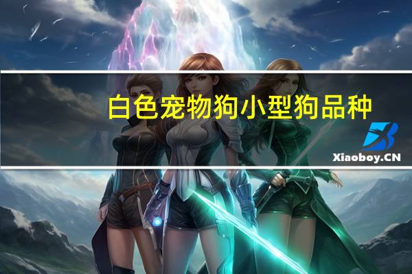 白色宠物狗小型狗品种