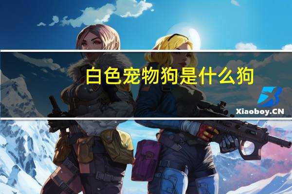 白色宠物狗是什么狗
