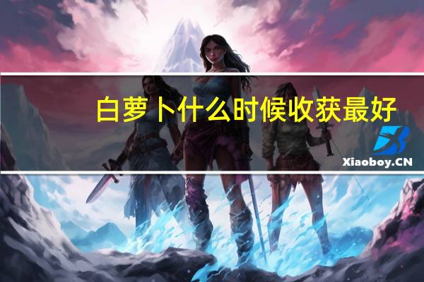 白萝卜什么时候收获最好
