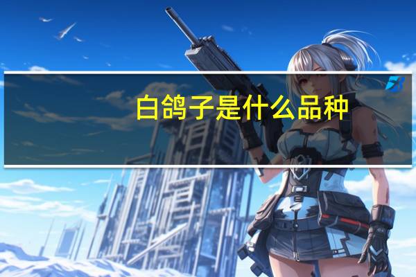 白鸽子是什么品种