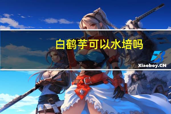 白鹤芋可以水培吗