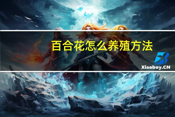 百合花怎么养殖方法