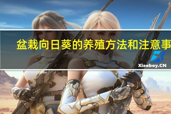 盆栽向日葵的养殖方法和注意事项