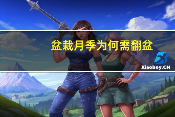 盆栽月季为何需翻盆