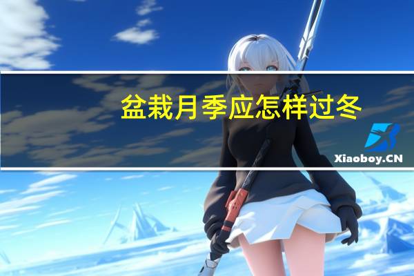 盆栽月季应怎样过冬